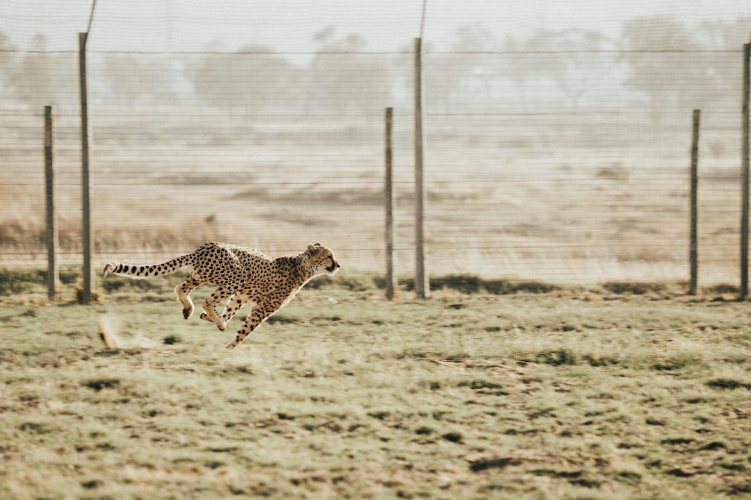 Cheetah running