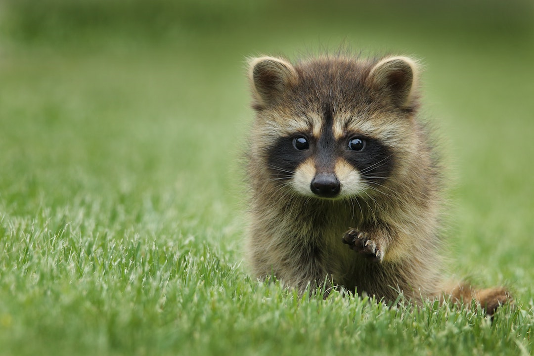 cute raccoon